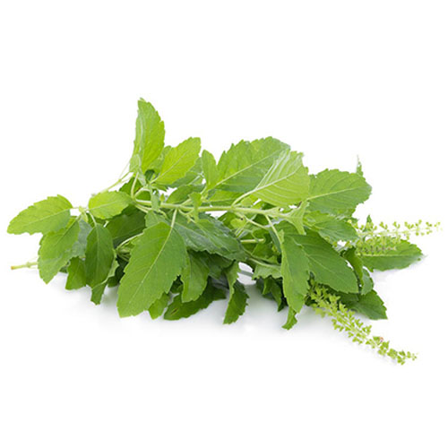 Holy Basil (1 bunch) – ใบกะเพรา – Fresh Foods BKK